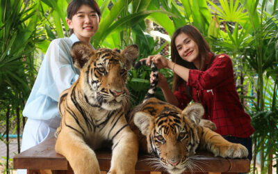Up close with the Orangies! – Tiger Park Pattaya, Thailand