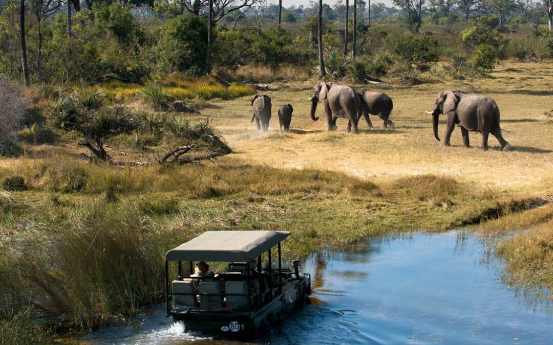 A Botswana Safari Has Captivated My Heart