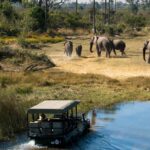 A Botswana Safari Has Captivated My Heart: World Holiday Vibes Blog