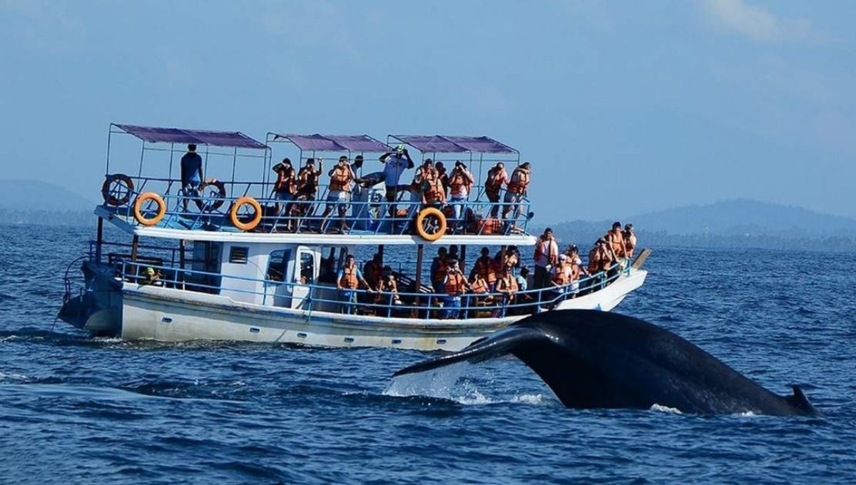 Whale Watching, Mirissa: World Holiday Vibes Blog