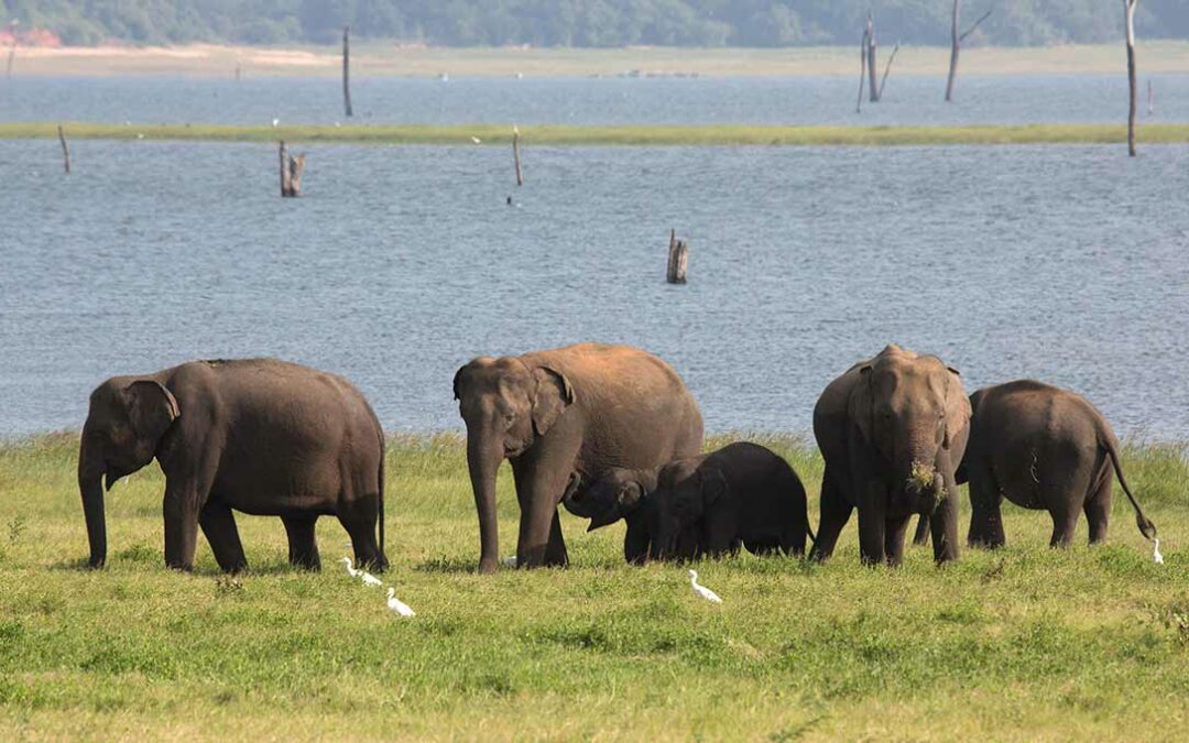 Kaudulla National Park is the best place in Sri Lanka to see elephants