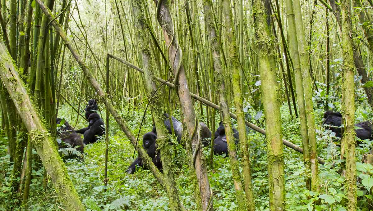 Tune into Rwanda’s Gorillas Sleek Silverbacks: World Holiday Vibes Blog
