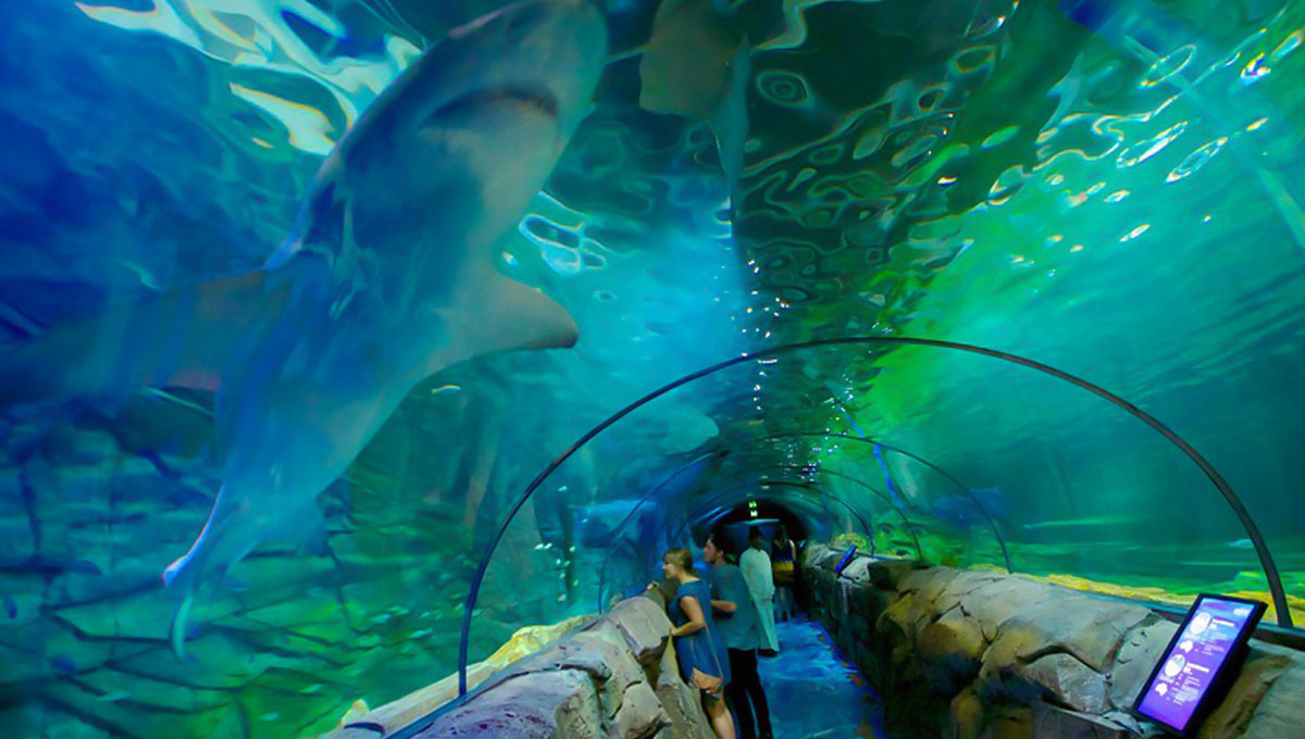 National Aquarium of New Zealand: World Holiday Vibes Blog