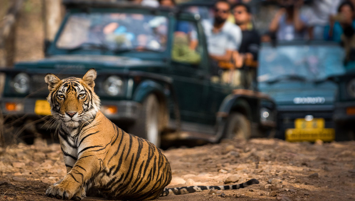 Tiger Safari: World Holiday Vibes Blog