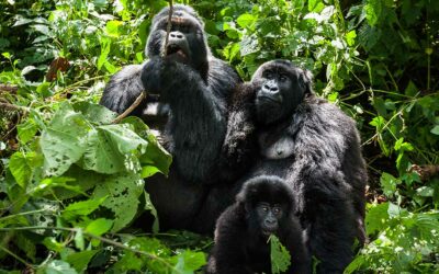 Tune into Rwanda’s Gorillas Sleek Silverbacks