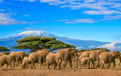 Travel to Kenya when the wilderness calls