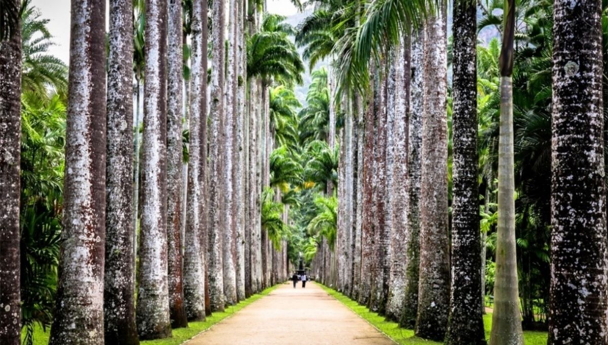 Botanical Gardens of Rio de Janeiro - Holiday Vibes Blog, Good Vibes Only