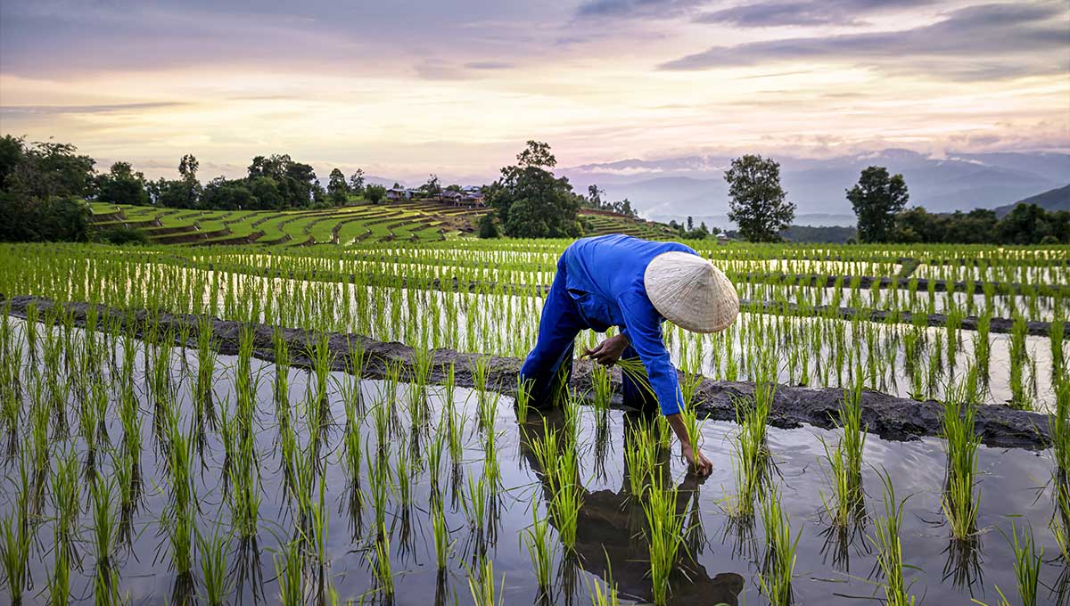 Farmers farming on rice terraces.
