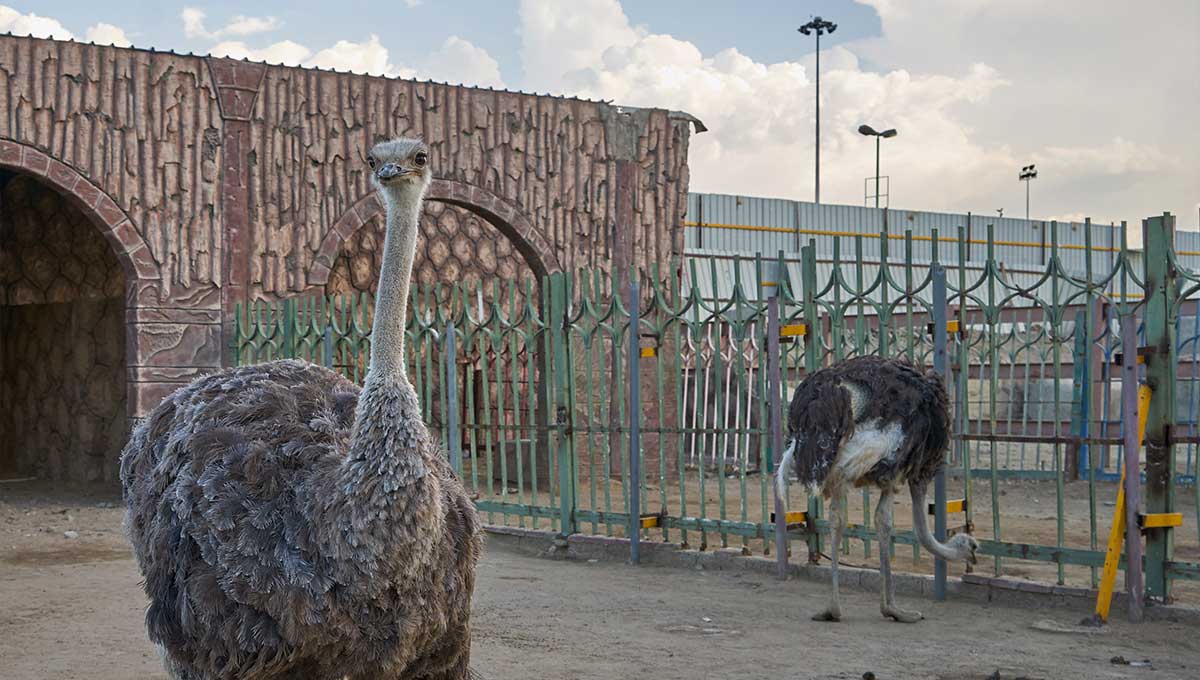 Taif Zoo in Saudi Arabia - Holiday Vibes Blog, Good Vibes Only