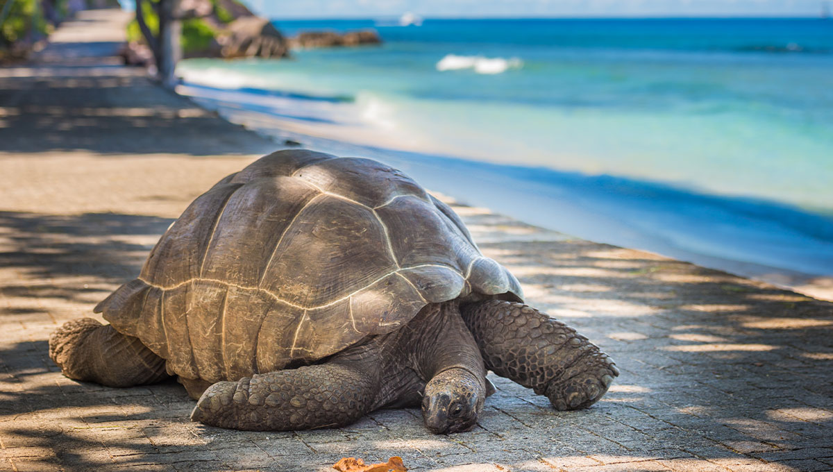 Turtles in Seychelles - Holiday Vibes Blog, Good Vibes Only