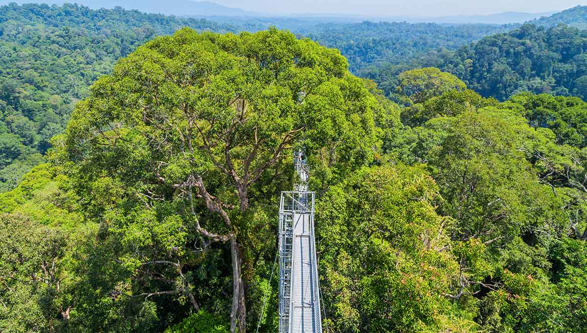 Temburong national park in Brunei - Holiday Vibes Blog, Good Vibes Only