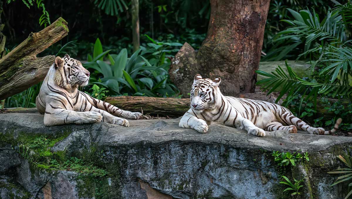 Singapore Zoo - Best things to do in Singapore - Holiday Vibes Blog, Good Vibes Only