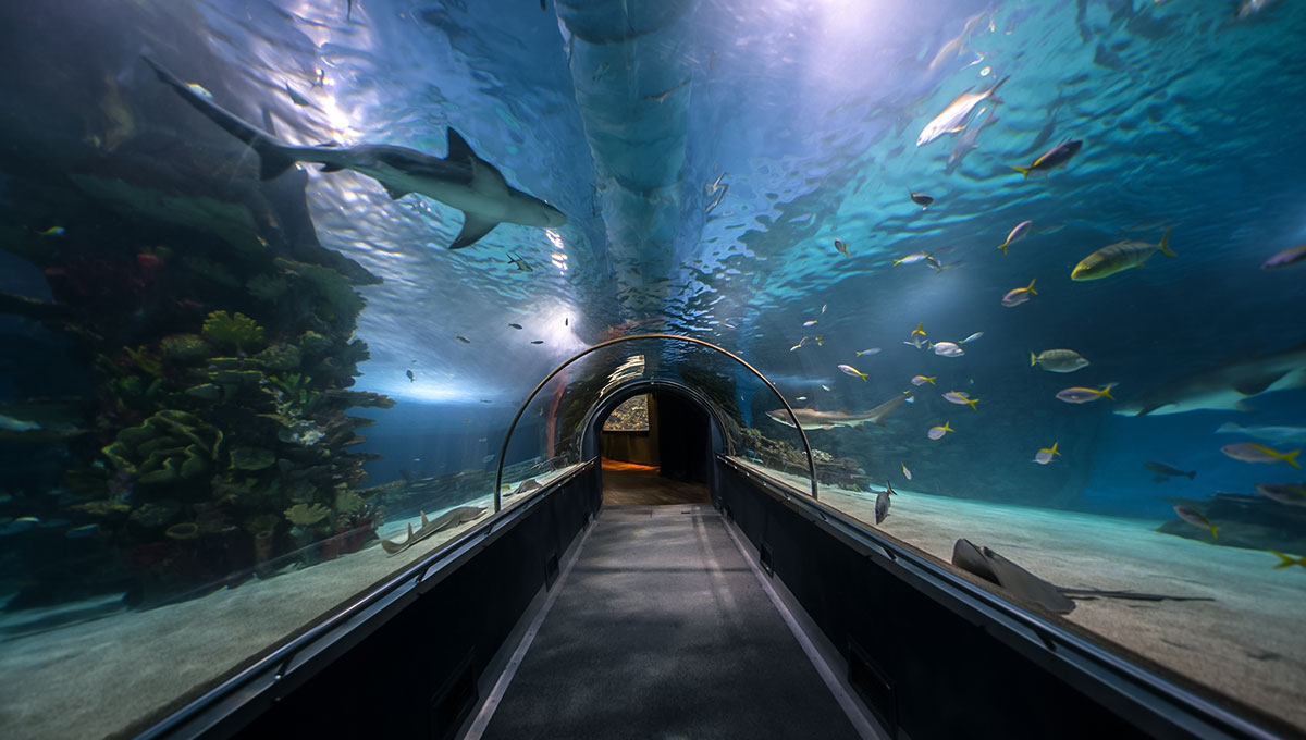 Sea Aquarium - Best things to do in Singapore - Holiday Vibes Blog, Good Vibes Only