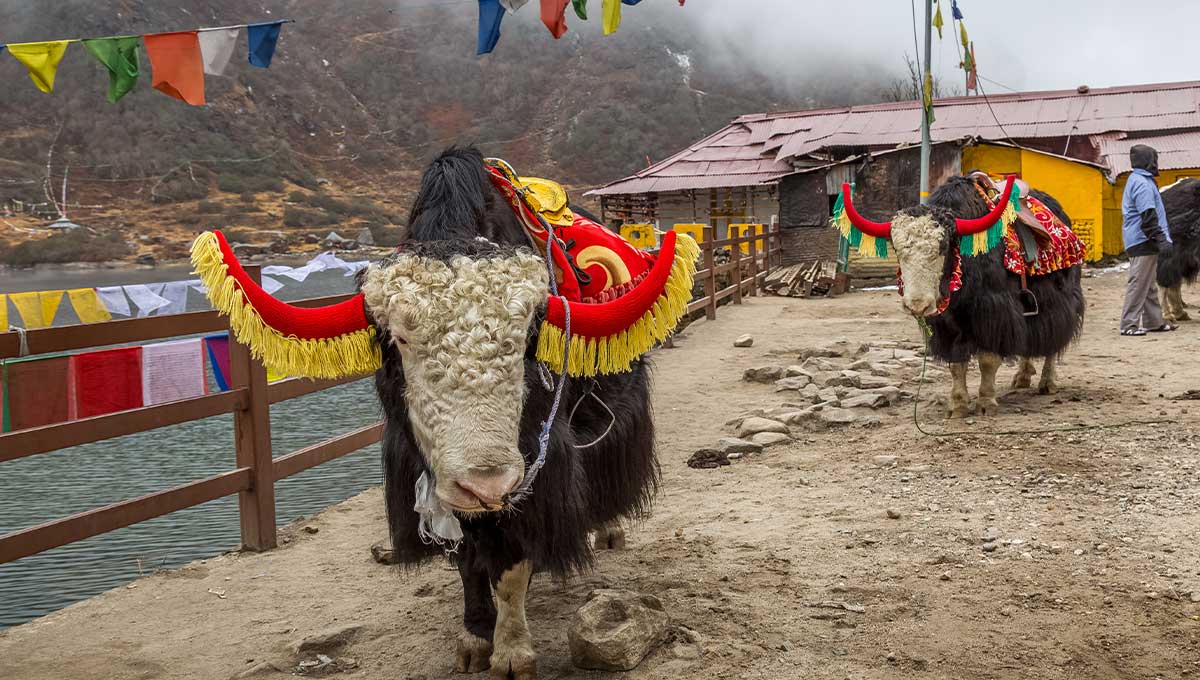 Yak ride in Sikkim, India