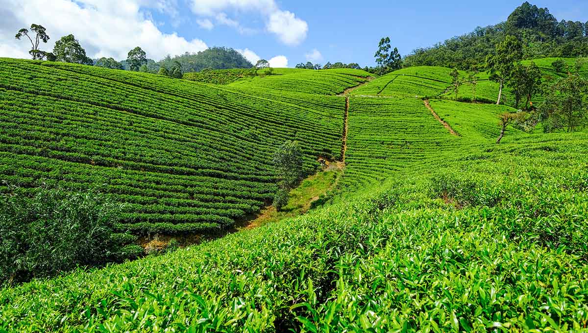 Ceylon tea in Sri Lanka - Holiday Vibes Blog, Good Vibes Only