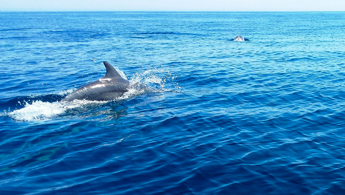 Dolphin Safari in Maldives - Holiday Vibes Blog, Good Vibes Only