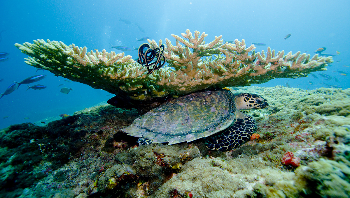 Marine life in Maldives - Holiday Vibes Blog, Good Vibes Only