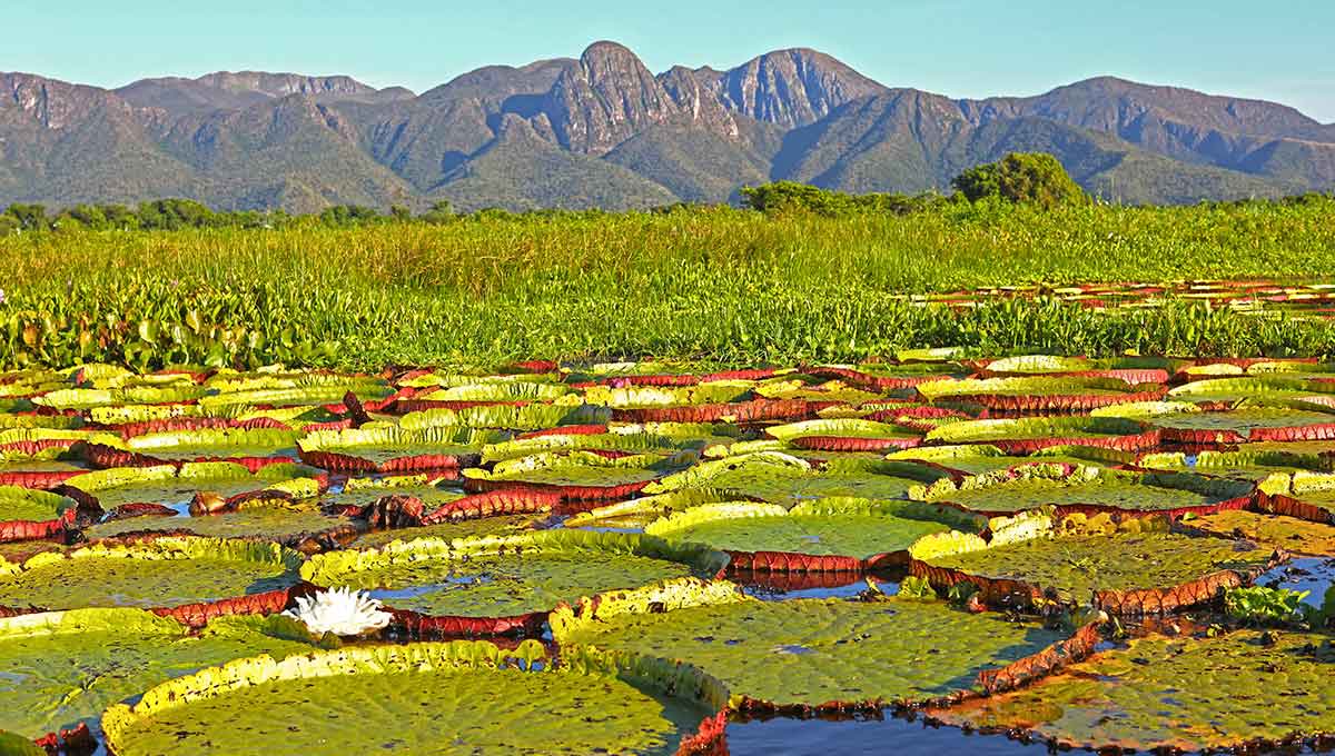 Pantanal wetland, Brazil - Summer Destinations - Holiday Vibes Blog, Good Vibes Only