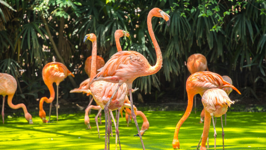 Safari World Bangkok - Holiday Vibes Blog, Good Vibes Only