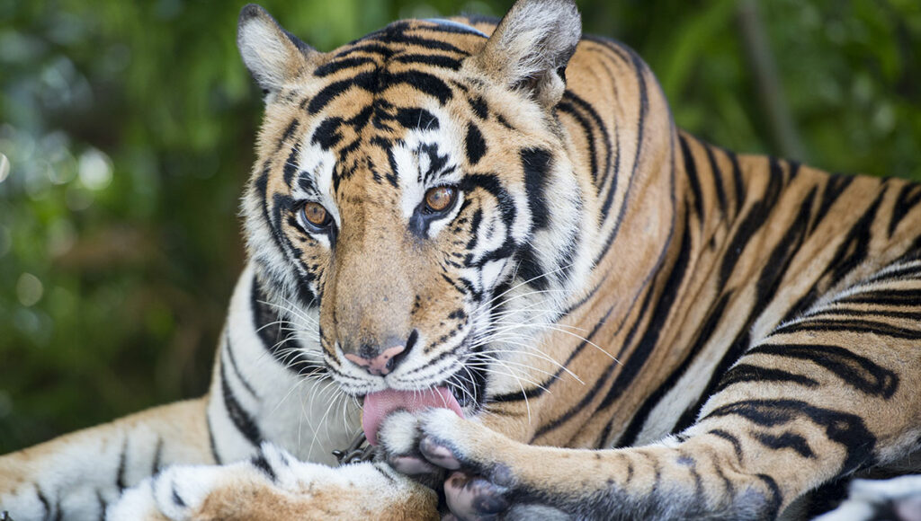 Tiger Park Pattaya, Thailand - Holiday Vibes Blog, Good Vibes Only