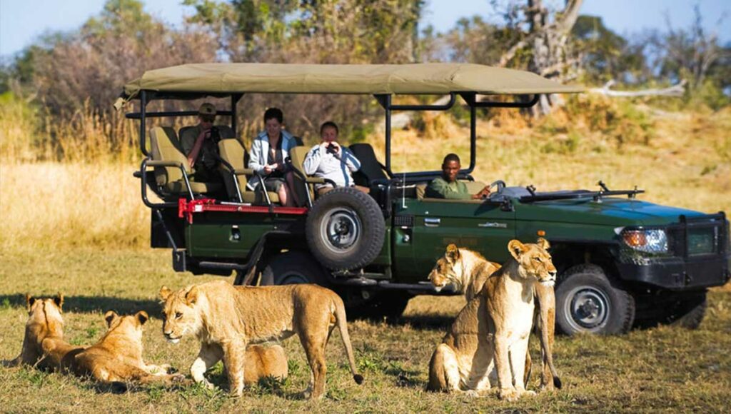 Botswana Safari - Holiday Vibes Blog, Good Vibes Only