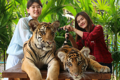 Tiger Park Pattaya, Thailand - Holiday Vibes Blog, Good Vibes Only