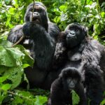 Tune into Rwanda’s Gorillas Sleek Silverbacks - Holiday Vibes Blog, Good Vibes Only