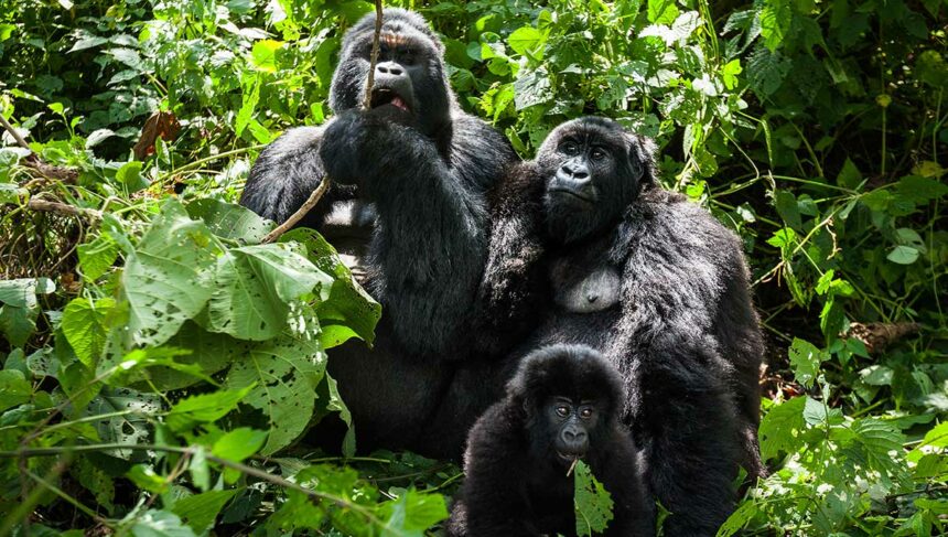 Tune into Rwanda’s Gorillas Sleek Silverbacks - Holiday Vibes Blog, Good Vibes Only