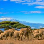 Travel to Kenya - Holiday Vibes Blog, Good Vibes Only
