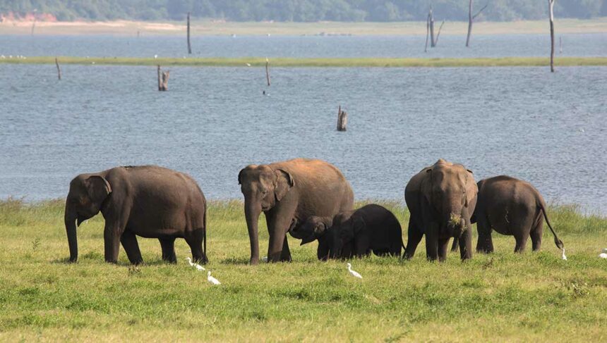 Kaudulla National Park is the best place in Sri Lanka to see elephants - Holiday Vibes Blog, Good Vibes Only