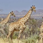 Close Encounters with Wild Animals While on Holiday in Namibia - Holiday Vibes Blog, Good Vibes Only