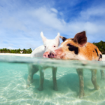 8 Fascinating Reasons to Visit the Bahamas - World Holiday Vibes Blog, Good Vibes Only