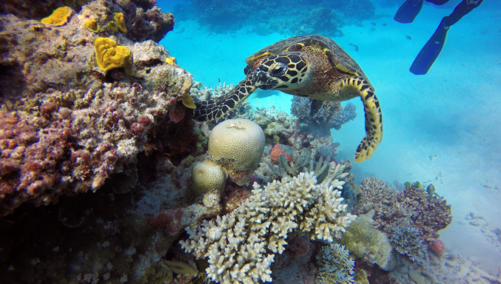 Great Barrier Reef, Top places to visit in Australia - World Holiday Vibes Blog