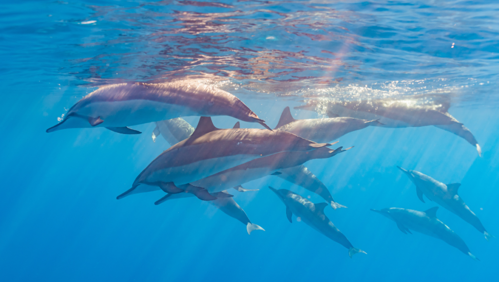 Kaikoura and Akaroa are the best places to swim with Dolphins in New Zealand