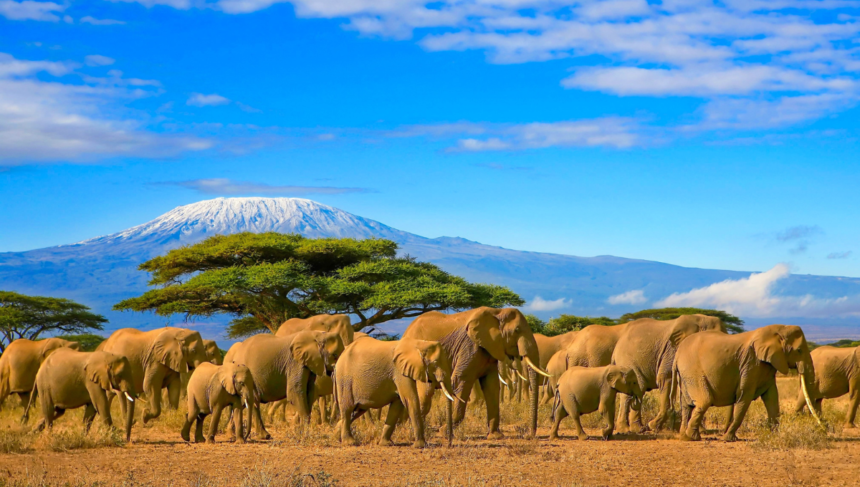 Kenya Safari Offers, top safari places to visit in Nairobi - world holiday vibes blog