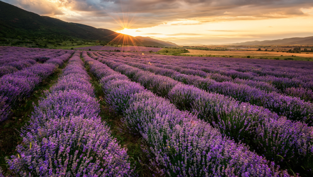Plan a tour of lavender fields in New Zealand between November and the end of January