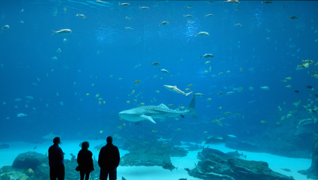 Visit the second-largest aquarium in the world, Georgia Aquarium - world holiday vibes blog